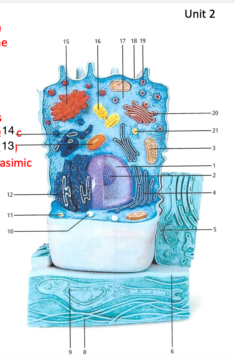 <p>Lysosome</p>