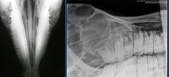 <p>What is the problem with radiograph diagnostic for nasal problems??</p>
