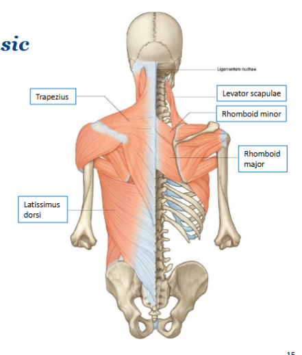 <ul><li><p>attach to and act on the upper limb</p></li><li><p>trapezium and rhomboid</p></li><li><p>major and minor</p></li><li><p>lattisimus (broadest) and dorsi (back)</p></li><li><p>levator (elevate) and scapulae (shoulder blade)</p></li><li><p>superficial</p></li></ul><p></p>