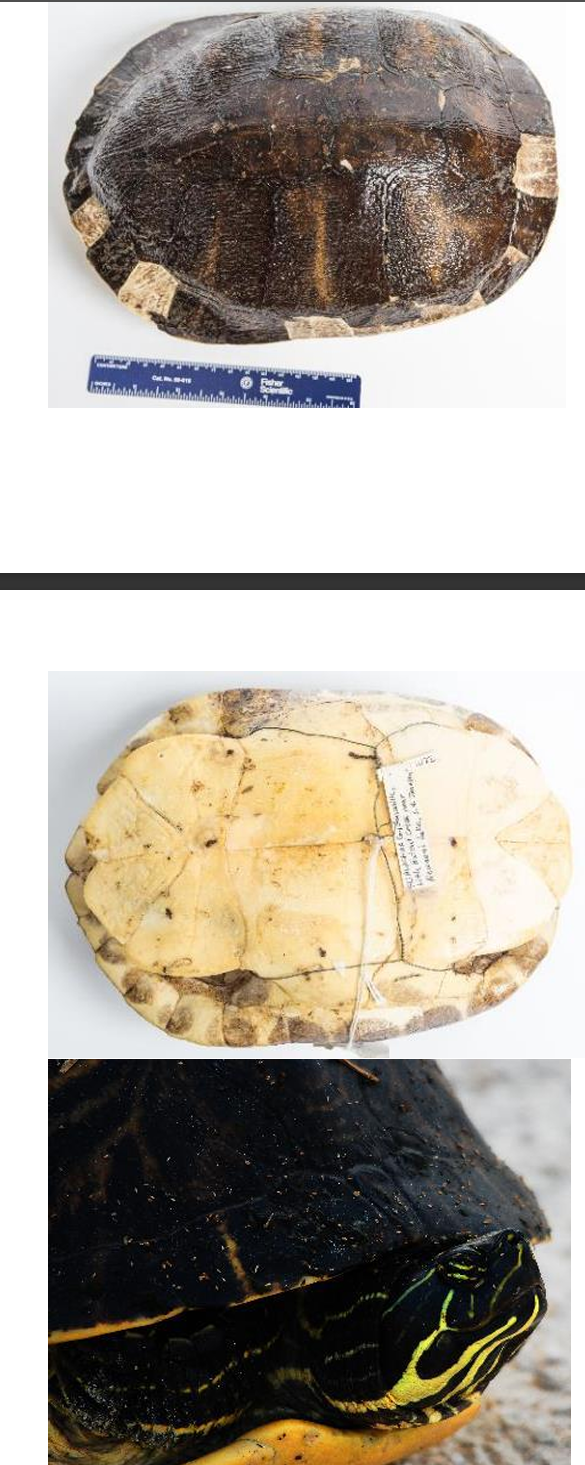 <p>Order: Chelonia (Testudines)</p><p>Suborder: Cryptodira</p>