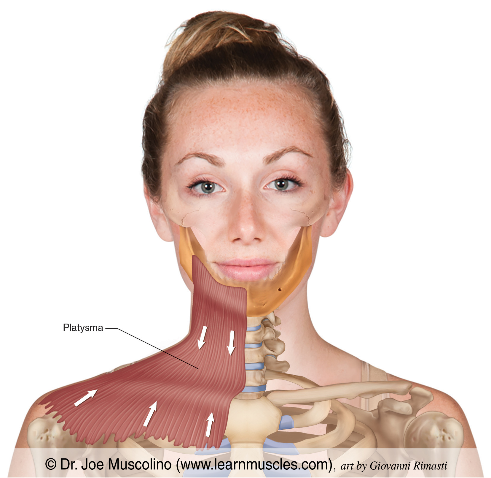<p>Helps depress mandible, pulls lower lip down, and tenses skin of neck</p>