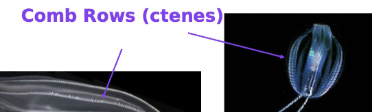 <p>Ctenophora</p>