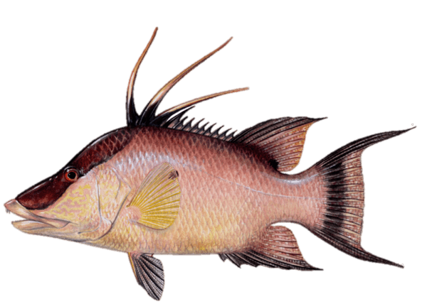 <p>Espinas dorsales: Las primeras tres espinas de su aleta dorsal están sumamente extendidas, pareciendo filamentos largos o plumas.</p><p class="has-focus">Hocico porcino: Su frente tiene una pendiente muy pronunciada que termina en un hocico largo y labios gruesos, el cual usa para escarbar en la arena.</p><p class="has-focus">Antifaz de los machos: Los machos adultos desarrollan una banda oscura muy visible (gris, marrón o negra) que va desde el hocico hasta la parte superior de la cabeza.</p><p class="has-focus">Puntos negros: Tienen una mancha negra distintiva en la base trasera de la aleta dorsal (que se aclara con la edad) y, en los machos, un punto negro detrás de la aleta pectoral.</p><p class="has-focus">Cola de luna: Su aleta caudal tiene forma de media luna con los lóbulos superior e inferior notablemente alargados en puntas finas.</p>