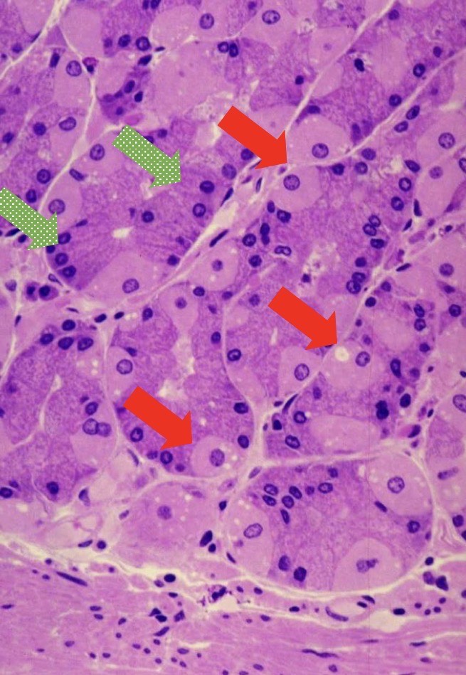 <p>Identify the Structure (be specific)</p>