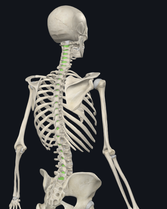 <p>(yellow ligament)</p>