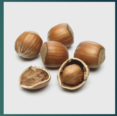 <p><span style="color: rgb(249, 247, 247);">one large<br>seed; hard outer<br>shell</span></p><p><span style="color: rgb(249, 247, 247);"><br></span></p>