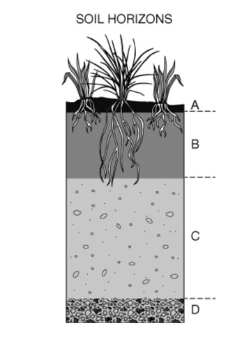 <p>Answer C (largest one, above rock)</p>