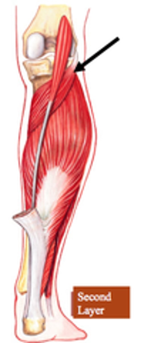 <p>Knee flexion/internal rotation</p><p>O: lateral condyle of femur</p><p>I: tibia</p>