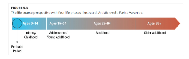 <p>framework in public health that says health is produced across our lives and our risks vary by age; split into 4 periods: infancy/childhood, adolescence/young adult, adulthood, older adult </p>