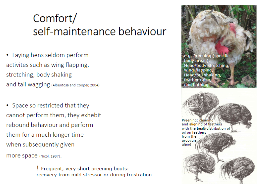 <p><strong>Definition</strong><br>ā<strong>Comfort behaviours</strong> ā actions birds perform to maintain their body condition and relieve stress</p><p><strong>Examples</strong><br>ā<strong>Preening</strong> ā cleaning and aligning feathers with the beak; spreads oil from the <strong>uropygial gland</strong><br>ā<strong>Head / Body Stretching</strong> ā stretches muscles and joints<br>ā<strong>Wing-Flapping</strong> ā loosens muscles and stimulates circulation<br>ā<strong>Head / Tail Shaking</strong> ā removes debris or water<br>ā<strong>Feather Raising</strong> ā adjusts feather position for comfort<br>ā<strong>Dustbathing</strong> ā removes parasites and excess oil</p><p><strong>Key Observations</strong><br>āBirds perform these behaviours <strong>seldom in cramped conditions</strong><br>āWhen space is restricted, they show <strong>rebound behaviour</strong> ā performing the actions for <strong>longer periods</strong> when space is available<br>ā<strong>Frequent, short preening bouts</strong> often occur after a <strong>mild stressor</strong> or during <strong>frustration</strong></p>