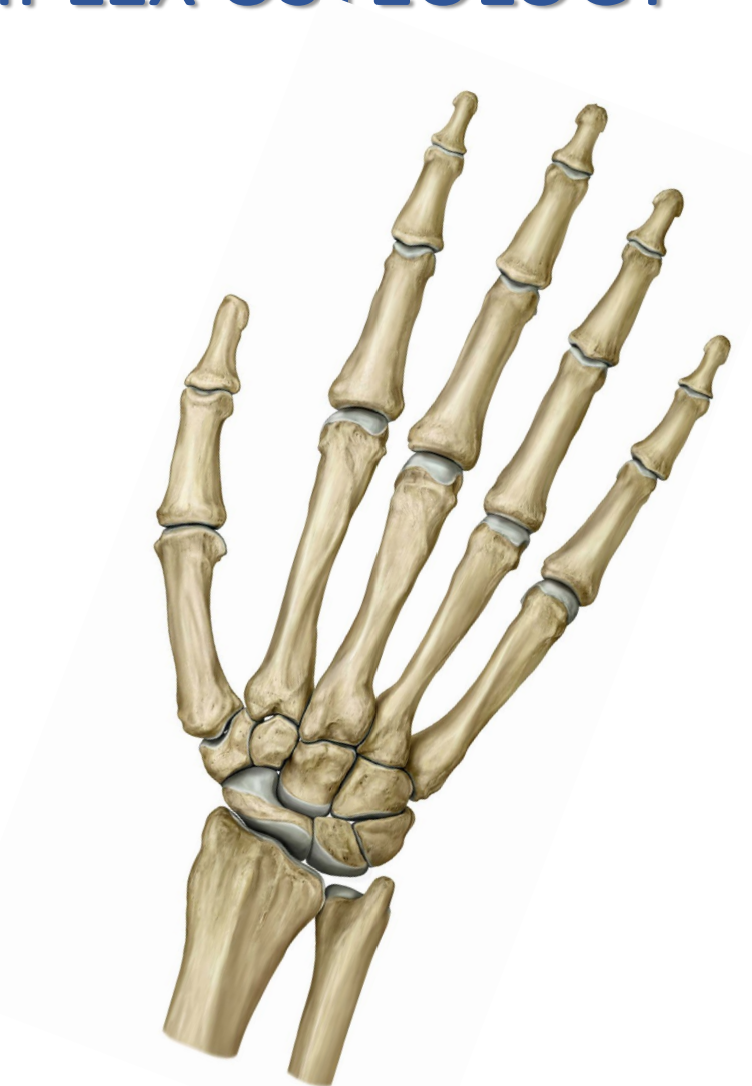 <p>1. Ulna (distal) </p><p>2. Radius (distal) </p><p>3. Carpals (n=8) </p><p>4. Metacarpals (n=4) </p><p>5. Phalanges (n=14)</p>