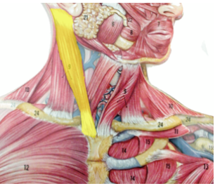<p>In the highlighted region, what is the muscle? What is its innervation?</p>