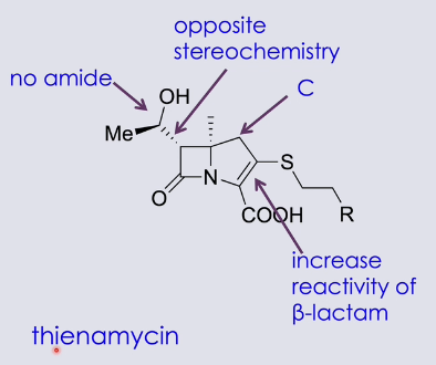 <ul><li><p>resemble cephalosporins and penicillin with the beta lactam ring, but five-member ring has a C and double bond</p></li><li><p>double bond makes beta lactam ring more reactive → more prone to reacting with active site of transpeptidase enzyme</p></li><li><p>no amide</p></li><li><p>very broad spectrum of action</p></li><li><p>active against P. aeruginosa</p></li><li><p>e.g.: thienamycin </p></li></ul><p></p>