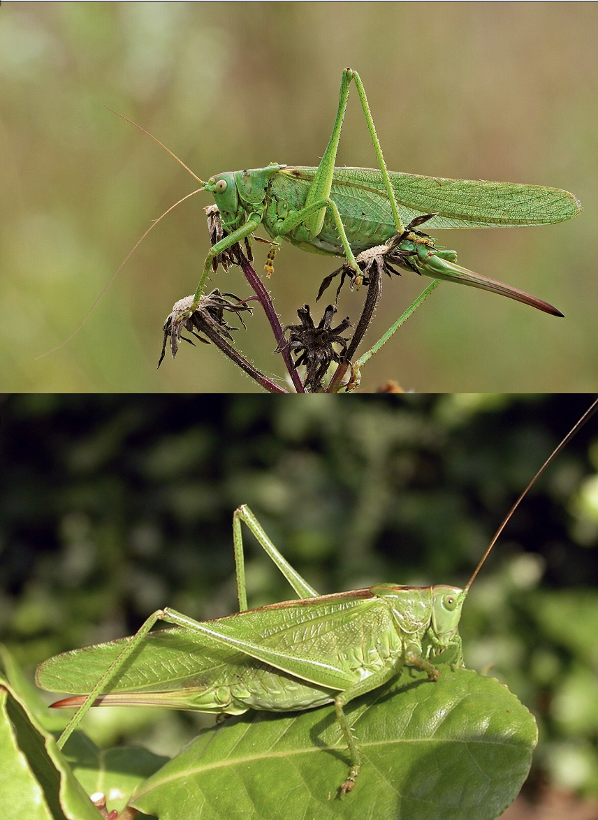 <p>Latin, magyar, védett?, hang</p>