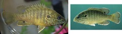 <p>What species of fish is this?</p>