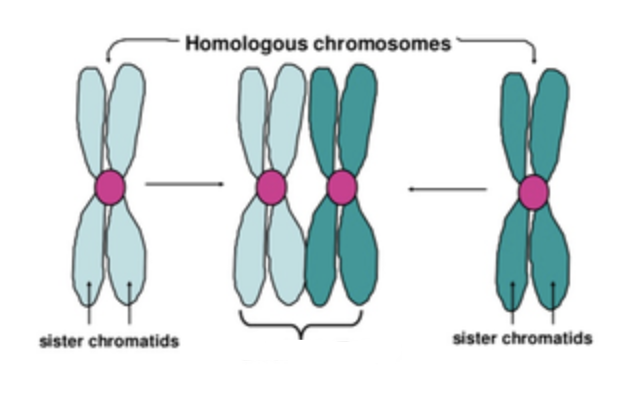 <p><span>The duplicated chromosomes pair up with their homologous pair to form a&nbsp;________.</span></p>