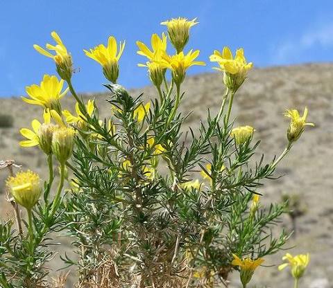 <p>Narrow-leaf golden Busch</p>