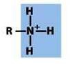 <p>-a nitrogen bonded to an R group and saturated with hydrogens</p>