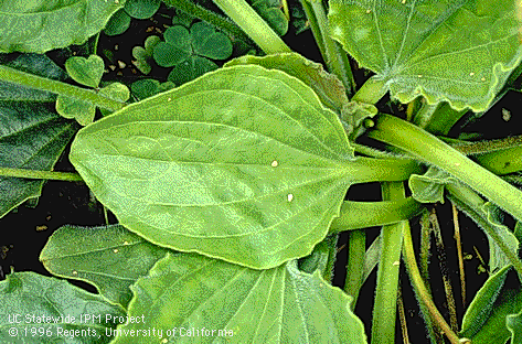 <p>Identify the weed</p>