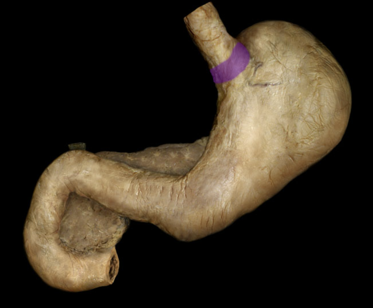 knowt flashcard image