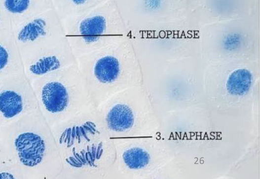 <p>chromosomes arrive at opposite ends and decondense</p><p>the nuclear envelope reassembles and begins to surround each new set of chromosomes</p><p>the mitotic spindle assembly breaks down and the division of the cytoplasm begins via cytokinesis </p>