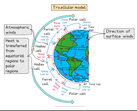 <ul><li><p>Hadley Cell - Located near the equator (0° to 30°)</p></li><li><p>Ferrel Cell - Found in the mid-latitudes (30° to 60°)</p></li><li><p>Polar Cell - Situated near the poles (60° to 90°)</p></li><li><p>Moves surplus heat</p></li></ul><p></p>