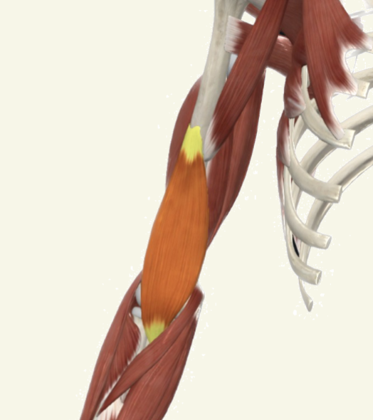 <p>brachialis Actions</p>