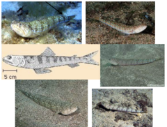 <p>Lizardfish</p>