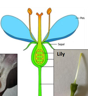 <p>Inferior ovary (Epigynous)</p>