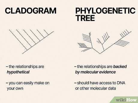 <p>What is a Cladogram? </p>