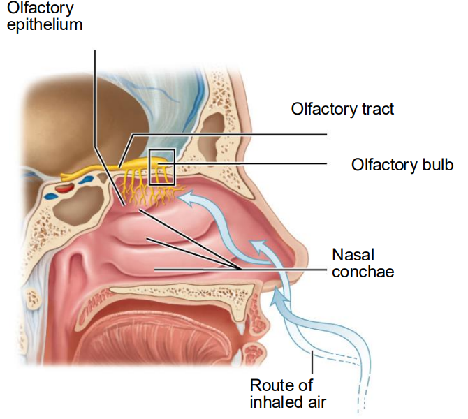 <ul><li><p>where olfactory receptors are located </p></li><li><p>organ of smell</p></li><li><p>Located in in roof of nasal cavity</p></li><li><p>Covers superior nasal conchae</p></li><li><p>Contains olfactory sensory neurons</p><ul><li><p>Bipolar neurons with radiating olfactory cilia</p></li></ul></li><li><p>Has supporting cells to surround and cushion olfactory receptor cells</p></li><li><p>Has olfactory stem cells that lie at base of epithelium</p></li></ul><p></p>