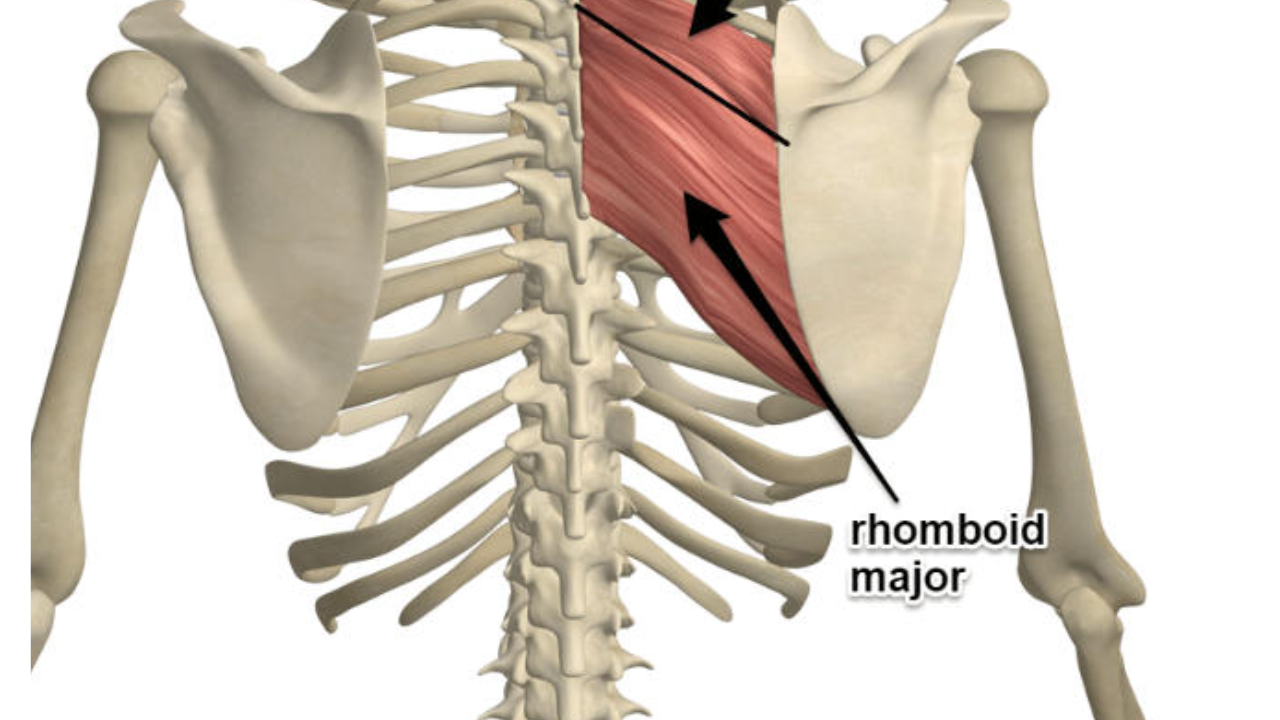<p>Rhomboid Major </p>