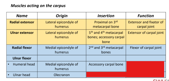 <p>Q: What is the insertion of the Ulnar head of the Ulnar flexor? </p><p>A. Accessory carpal bone </p><p>B. 2nd and 3rd metacarpal bones </p><p>C. Olecranon </p><p>D. Medial epicondyle of humerus</p>