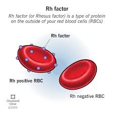 <p>What does Rh positive mean?</p>
