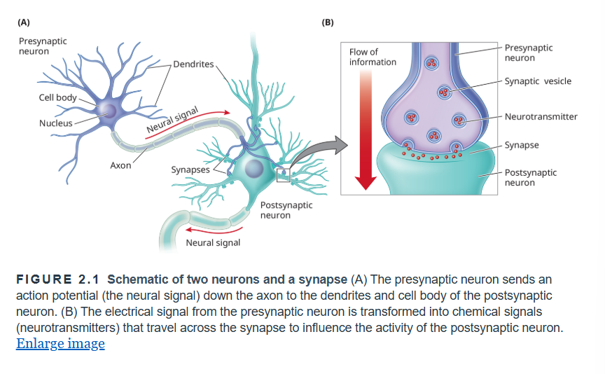 <p>Neurons: specialized cells that receive and transmit signals in the nervous system including the brain (fundamental units of the NS)</p><ul><li><p>little computer/employee that received input and makes a decision about whether to pass on a signal to other neurons in the network </p></li></ul><p></p>