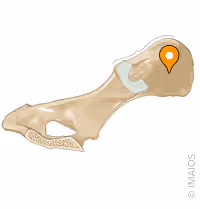<p>Identify this structure </p>