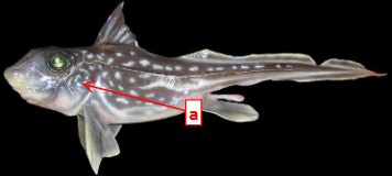 <p>What is the common name of this organism and what class does it belong to?</p>