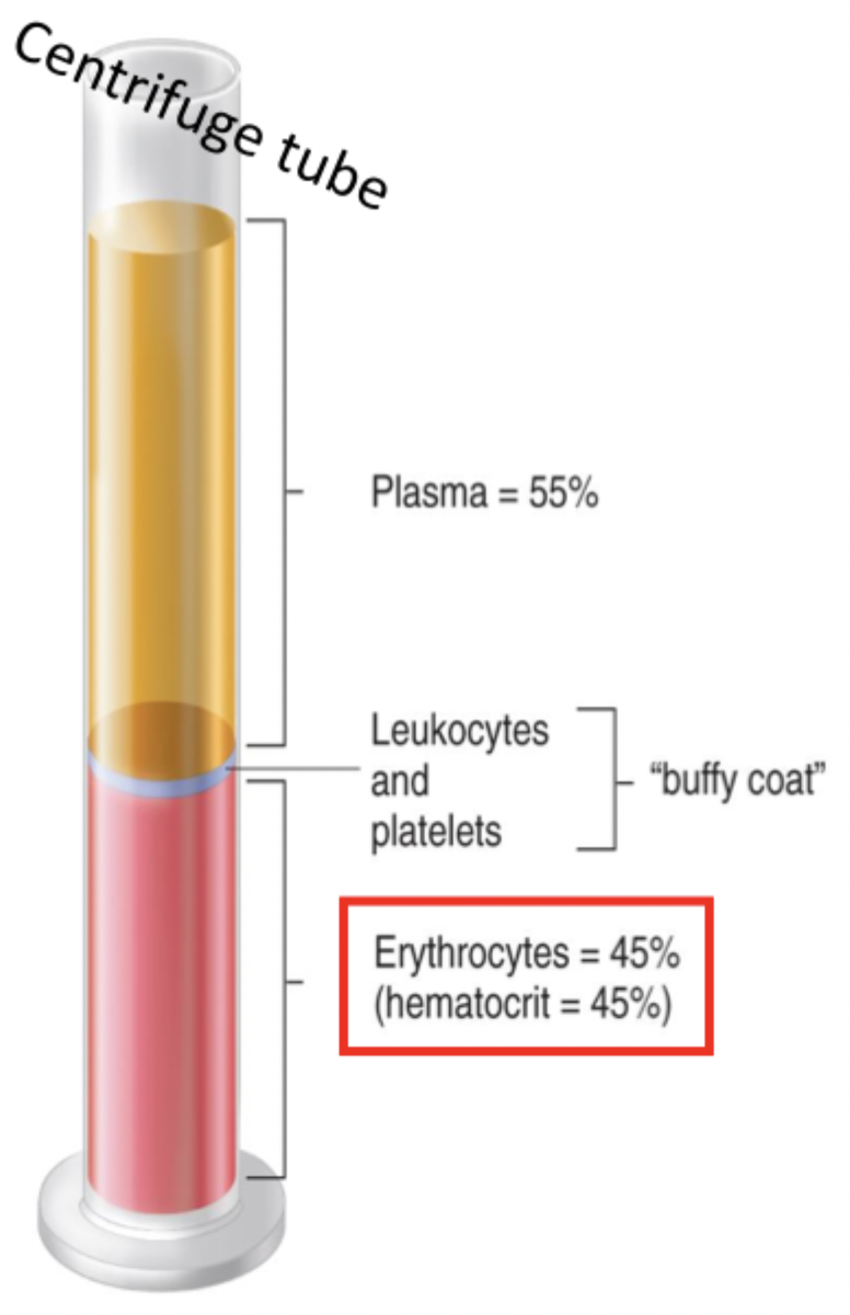 <p>Averages 3 L or 55-58%</p><p>Is like the ISF but has plasma proteins</p>