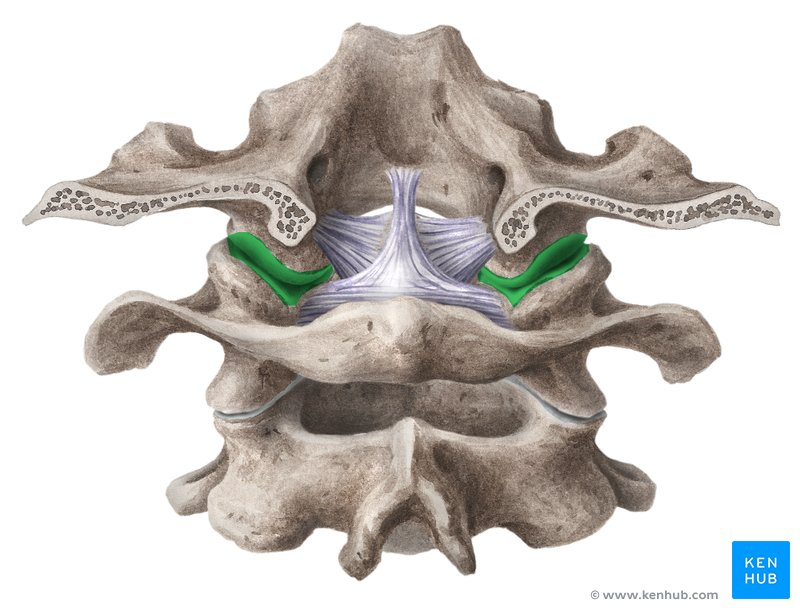 <p>What Joint?</p>