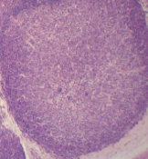 <p>what is shown?</p>