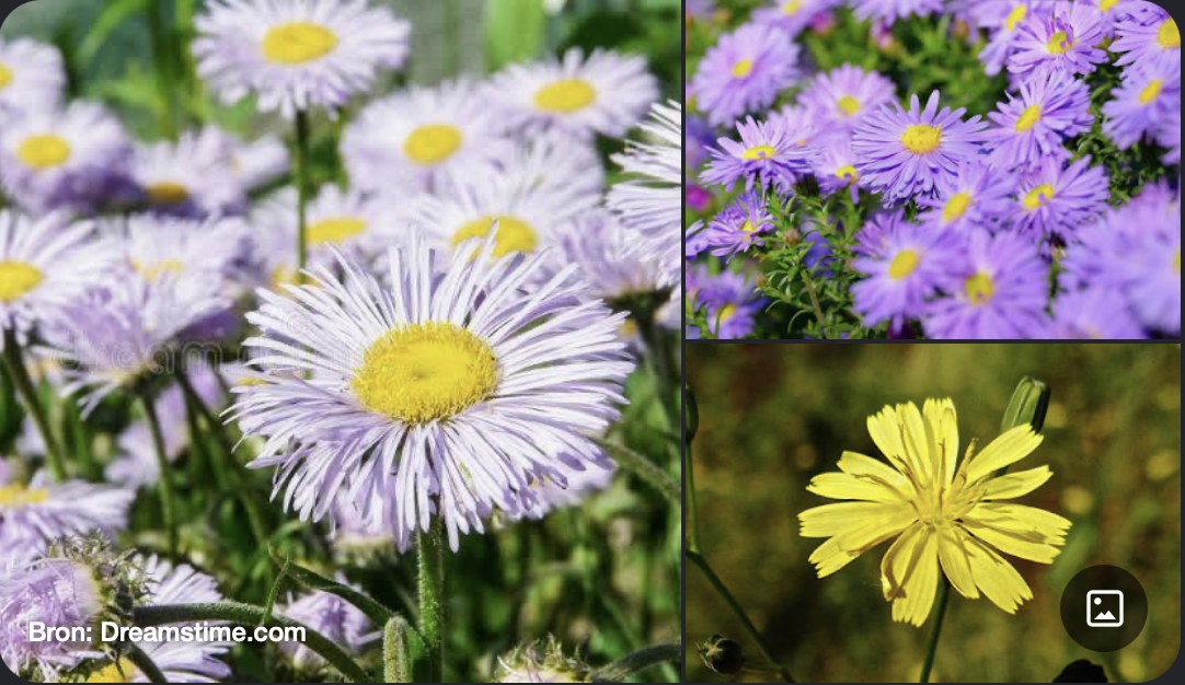 <p>Kenmerken:</p><ul><li><p><strong>Bloeiwijze:</strong> Het belangrijkste kenmerk: de bloemen zitten dicht op elkaar in een <strong>hoofdje (capitulum)</strong>, omgeven door een omwindsel van blaadjes. Het geheel doet denken aan één grote bloem.</p></li><li><p><strong>Bloemtypen:</strong> Bestaat uit lintbloemen, buisbloemen of een combinatie van beide.</p></li><li><p><strong>Kelk:</strong> Omgevormd tot <strong>pappus</strong> (vruchtpluis) voor de windverspreiding van het zaad.</p></li></ul><p></p>