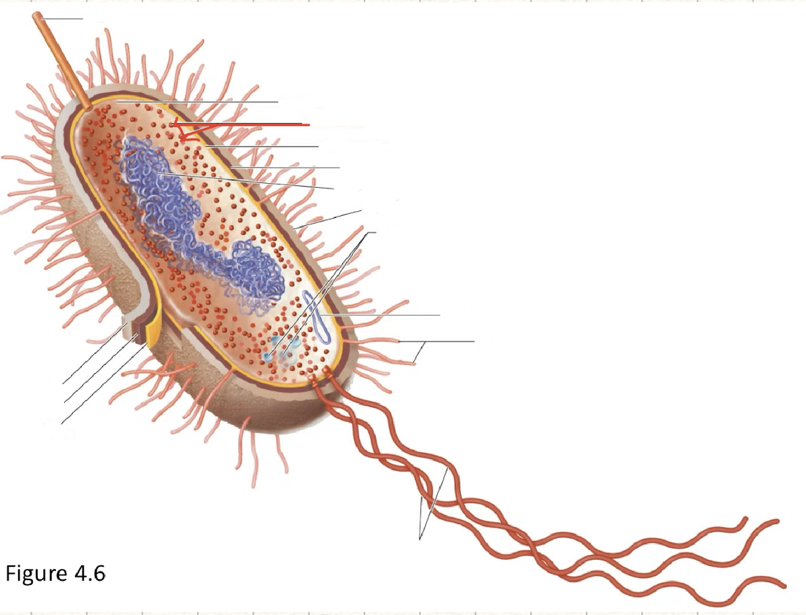 <p>70S ribosomes</p>