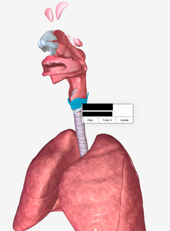 <p><span style="background-color: transparent;">The largest of the cartilages is the ______ cartilage (adam’s apple).</span></p>