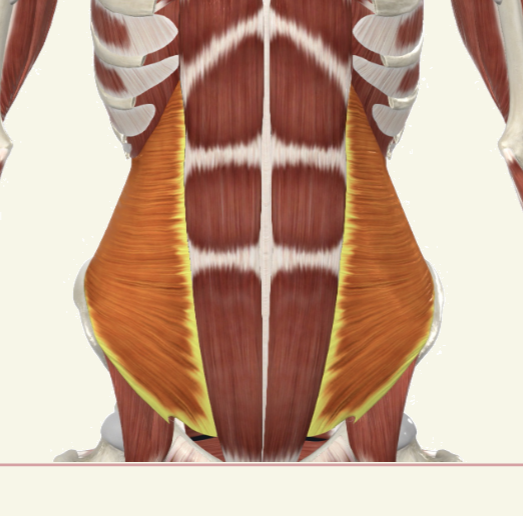 <p>transverse abdominis Actions</p>