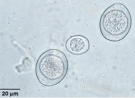 <p><em>Cystoisopora</em>: canine species</p>