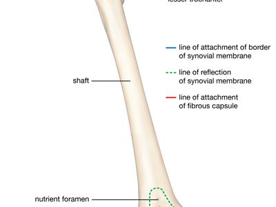 <p>long middle portion of bone</p>