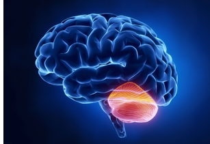 <p>•<span style="background-color: yellow;">Encodes and stores implicit procedural memories, particularly those created by classical conditioning.</span></p><p>•<span style="background-color: yellow;">Encodes procedural memories (with help from basal ganglia)</span></p><p>•Eg conditioned reflexes such as blinking in response to a puff of air.&nbsp;</p><p>•This is due to the cerebellum being involved in motor control, balance and coordination.</p><p>Learning to ride a bike → the cerebellum helps you remember how to balance and pedal without thinking.</p>