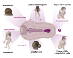 <p>Para prevenir defectos en el cierre del tubo neural.</p>
