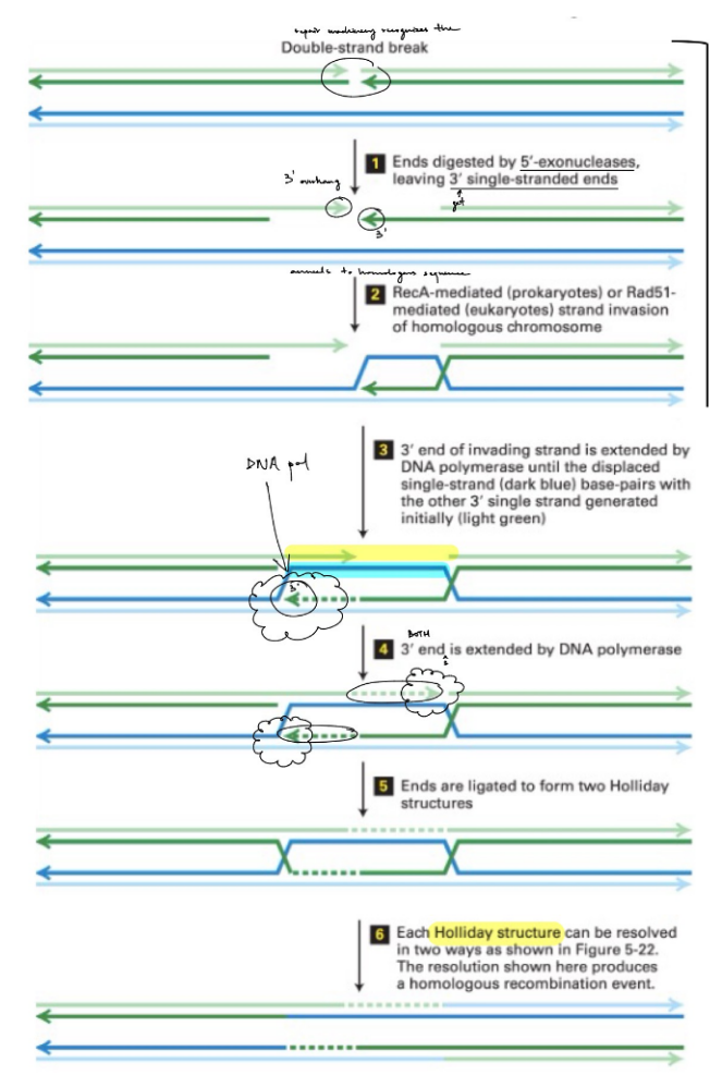 <ul><li><p>in the <mark data-color="blue" style="background-color: blue; color: inherit;">helix w/ DSB</mark>, <strong><u>5’ exonuclease</u></strong> cleaves the nucleotides at the 5’ end of one strand → make 3’ single-stranded ends on the opposite strand aka <span style="color: blue;"><strong><u>3’ overhang</u></strong></span></p></li></ul><ul><li><p>3’ overhang invades the <mark data-color="blue" style="background-color: blue; color: inherit;">helix w/ the homologous sequence</mark></p></li><li><p><strong><u>DNA pol.</u></strong> extends the 3’ end of this invading strand UNTIL the displaced strand (of homo- sequence) base pairs w/ the OTHER 3’ overhang (to cover the break)</p><ul><li><p>(<span style="color: rgb(221, 132, 229);">3’ overhang acts a primer for DNA pol., except it is part of the DNA sequence</span>)</p></li></ul></li><li><p><strong><u>DNA pol.</u></strong> extends this other 3’ end (to cover the break)</p></li><li><p><strong><u>DNA ligase</u></strong> seals the two gaps → to form <strong><u>Holliday structures</u></strong><u> (“X”)</u></p></li><li><p>the 2 <u>Holliday structures are resolved </u>→ get <u>repaired DNA</u></p><ul><li><p><span style="color: rgb(205, 200, 200);">(in 2 ways: </span><span style="color: rgb(227, 142, 218);">cut → non-crossover &amp; cut → crossover</span><span style="color: rgb(205, 200, 200);">) ← don’t have to know</span></p></li></ul></li></ul><p></p>