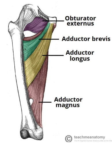 <p>deep to pectineus which is superior and anterior to it </p>